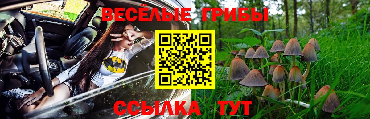 Галлюциногенные грибы Psilocybe Чистополь